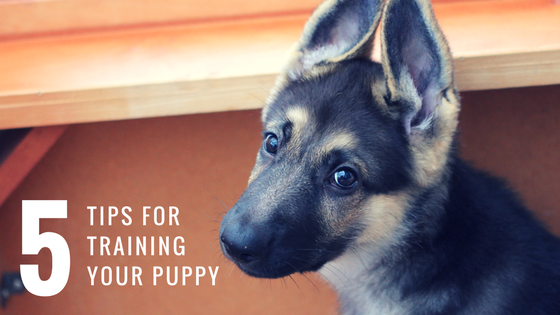 5 Tips For Training Your Puppy