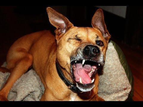 Common Causes of Sneezing in Dogs